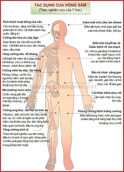 Tác dụng của hồng sâm đối với sức khỏe