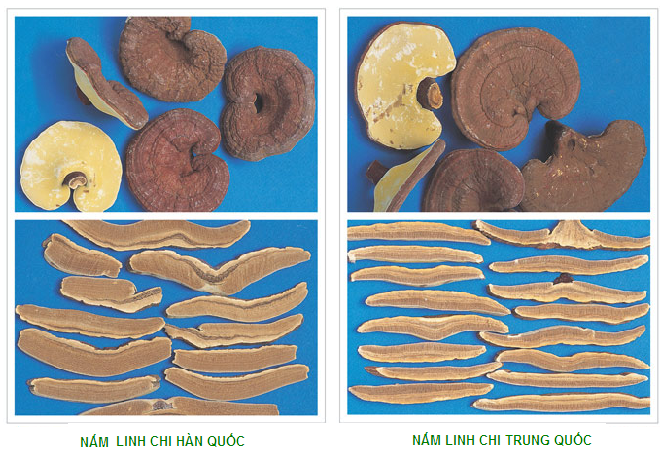 linhchihanquocvatrungquoc(1).png