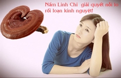 Nấm Linh Chi giúp điều hòa kinh nguyệt an toàn cho phụ nữ